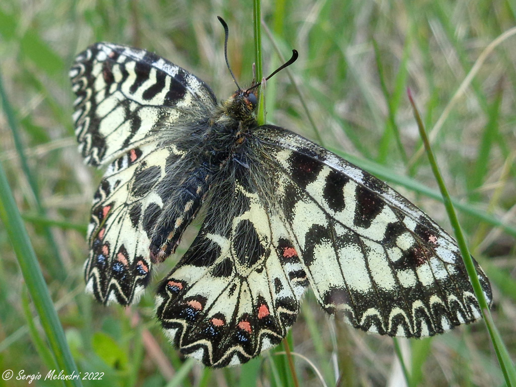 Zerinthia cassandra  (RA)